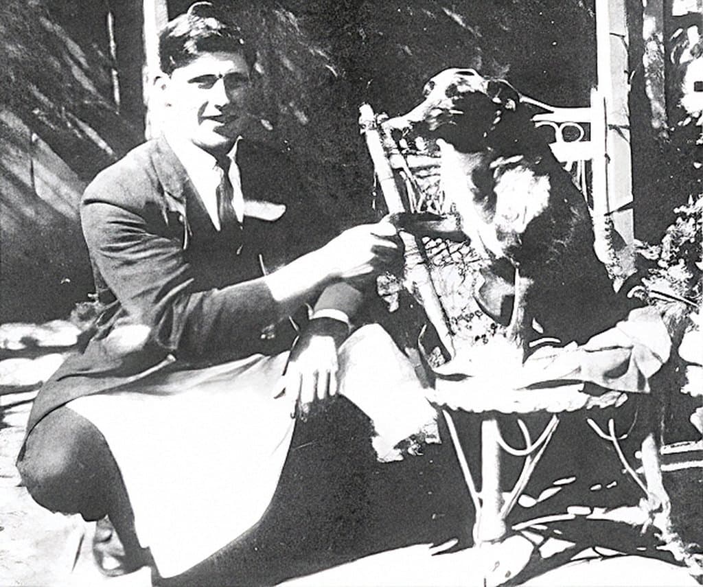 Oldest Dog in the World: Bluey and the Guinness Record