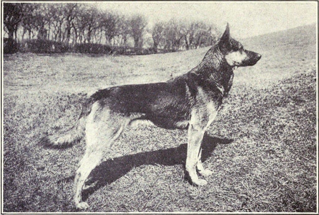 How Dog Breeds Have Changed Their Bodies Since 1915