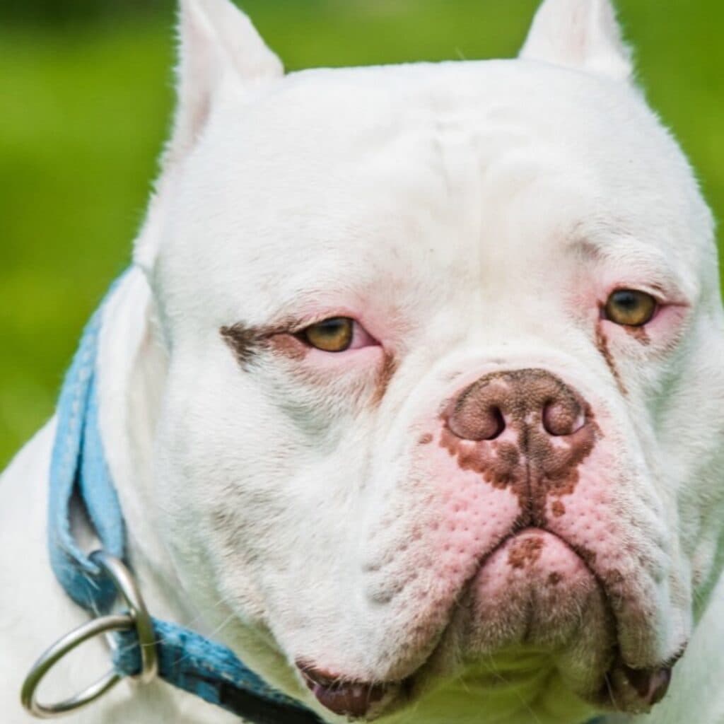 Why Dogs Lick You: The Real Reasons Behind the Habit