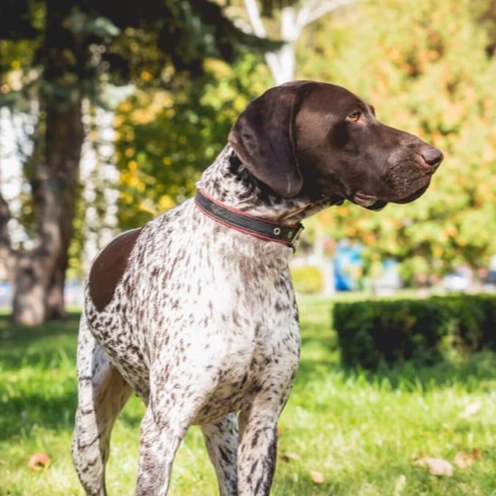 Is Your Dog Obsessed With You? 7 Signs of a Strong Bond