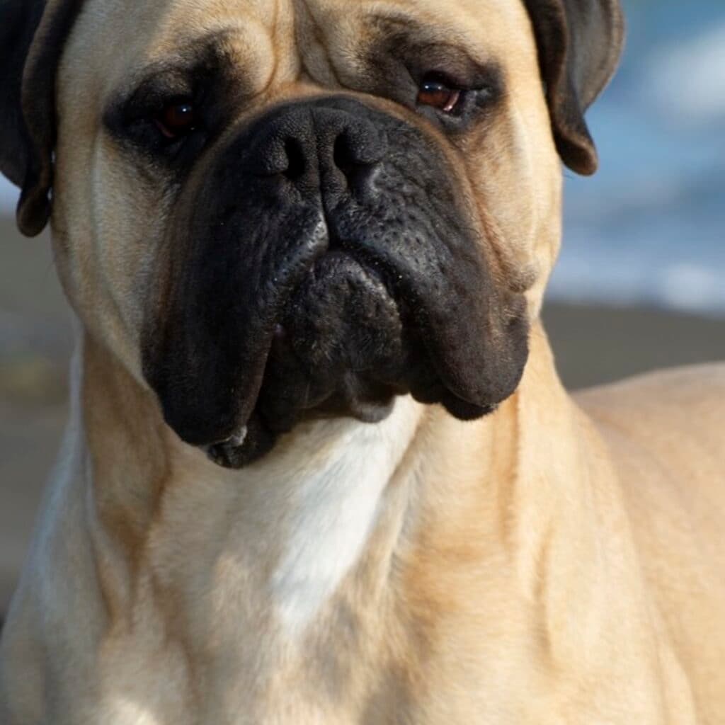 NSAIDs for Dogs: Risks and When to Stop the Treatment
