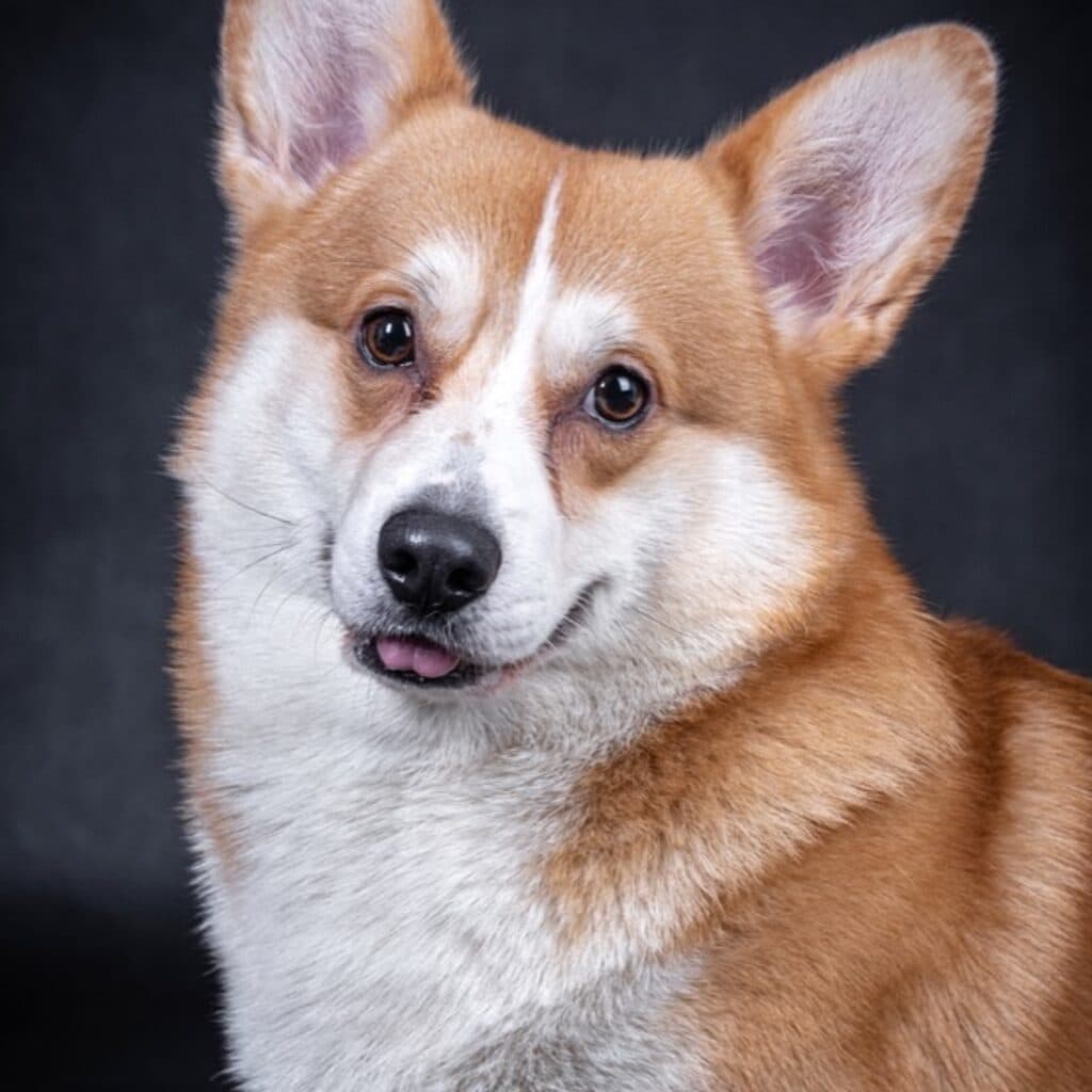 How to Switch Dog Food: The AKC 7-Day Transition Plan