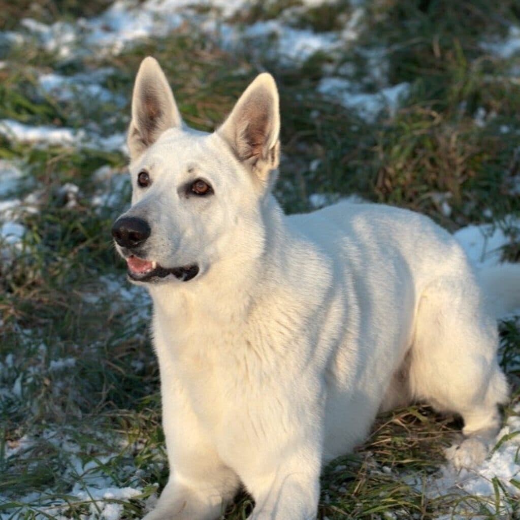 Does Your Dog Know Its Name? What the Noise Test Shows