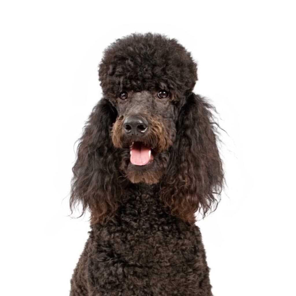 6 Dog Breeds Bred for a Job Everyone Has Forgotten