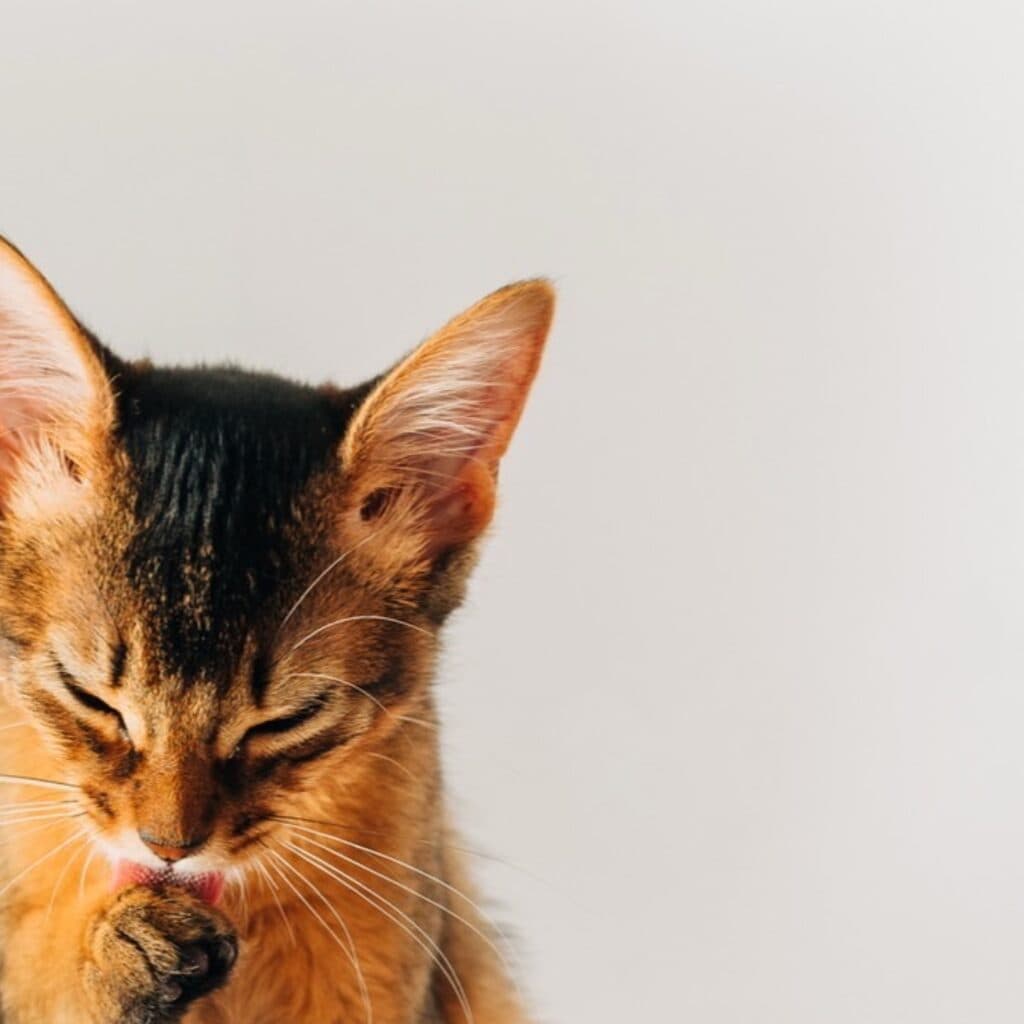 Is There a Smartest Cat Breed Ranking? Why There Isn't