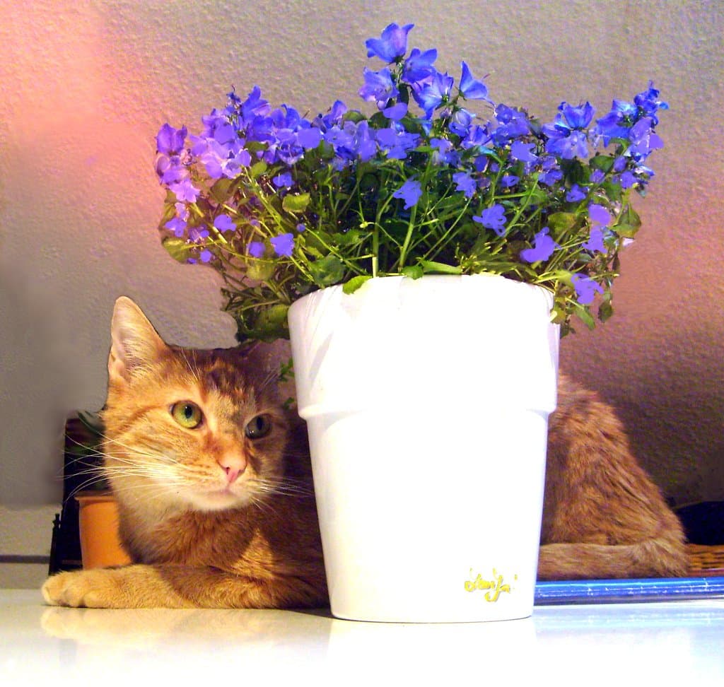 Flehmen Response in Cats: Why Your Cat Makes That Face