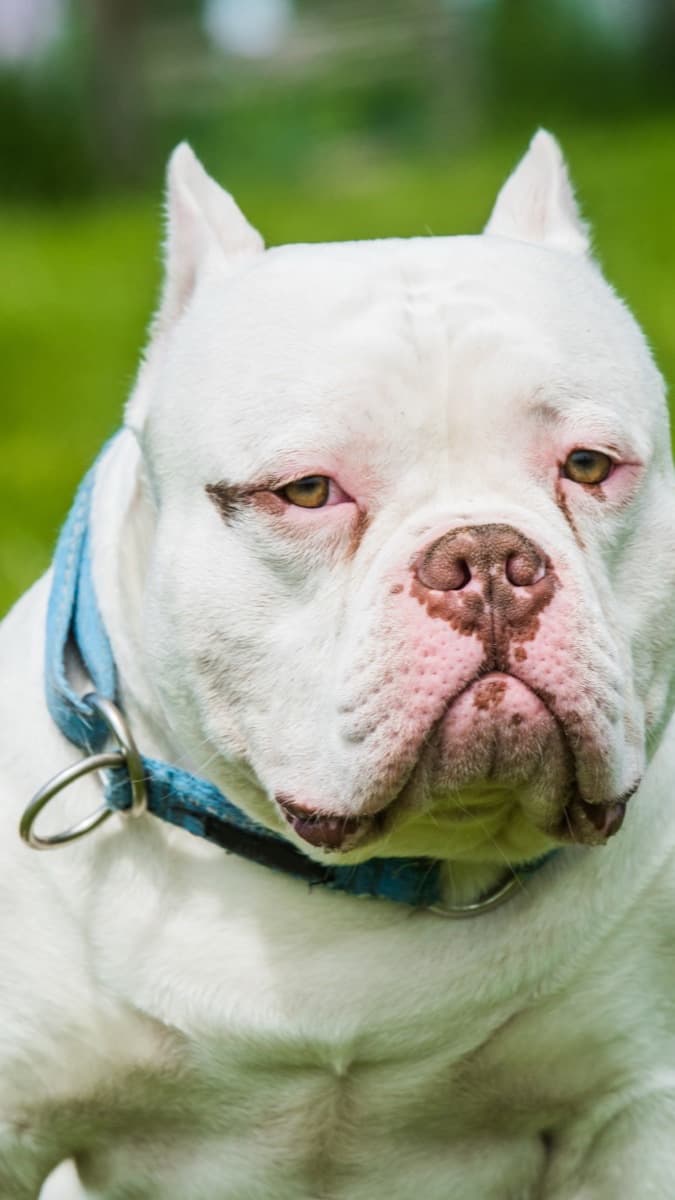 American Bully — food guide by breed