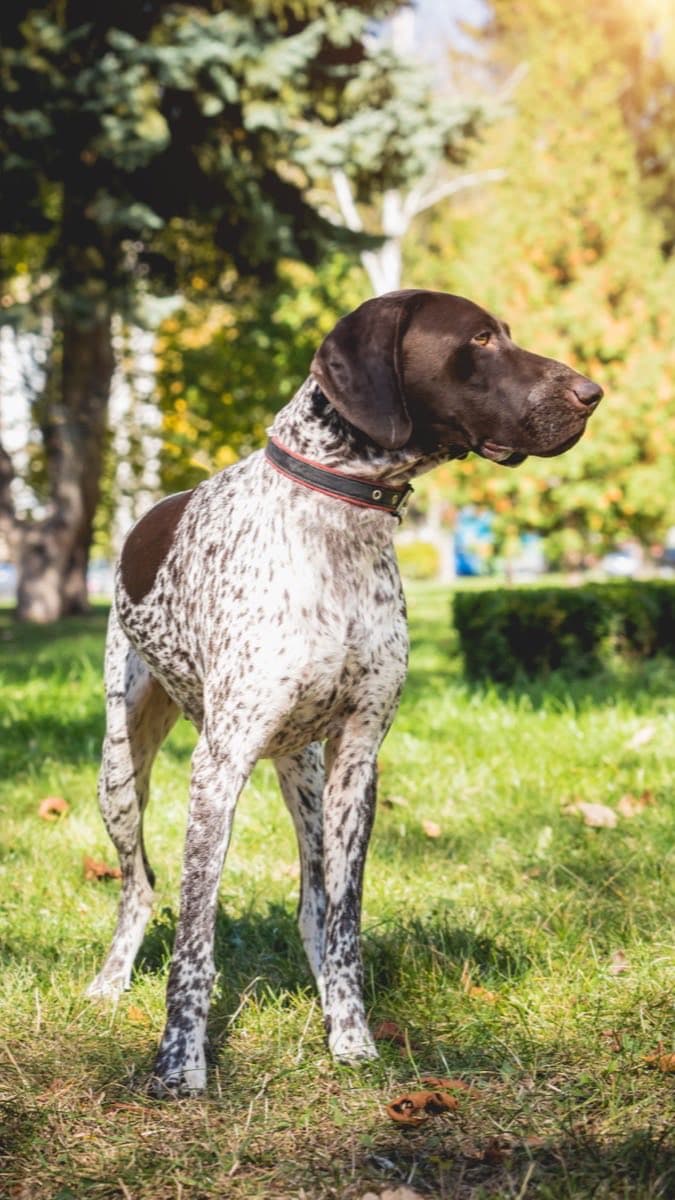 German Shorthaired Pointer — food guide by breed