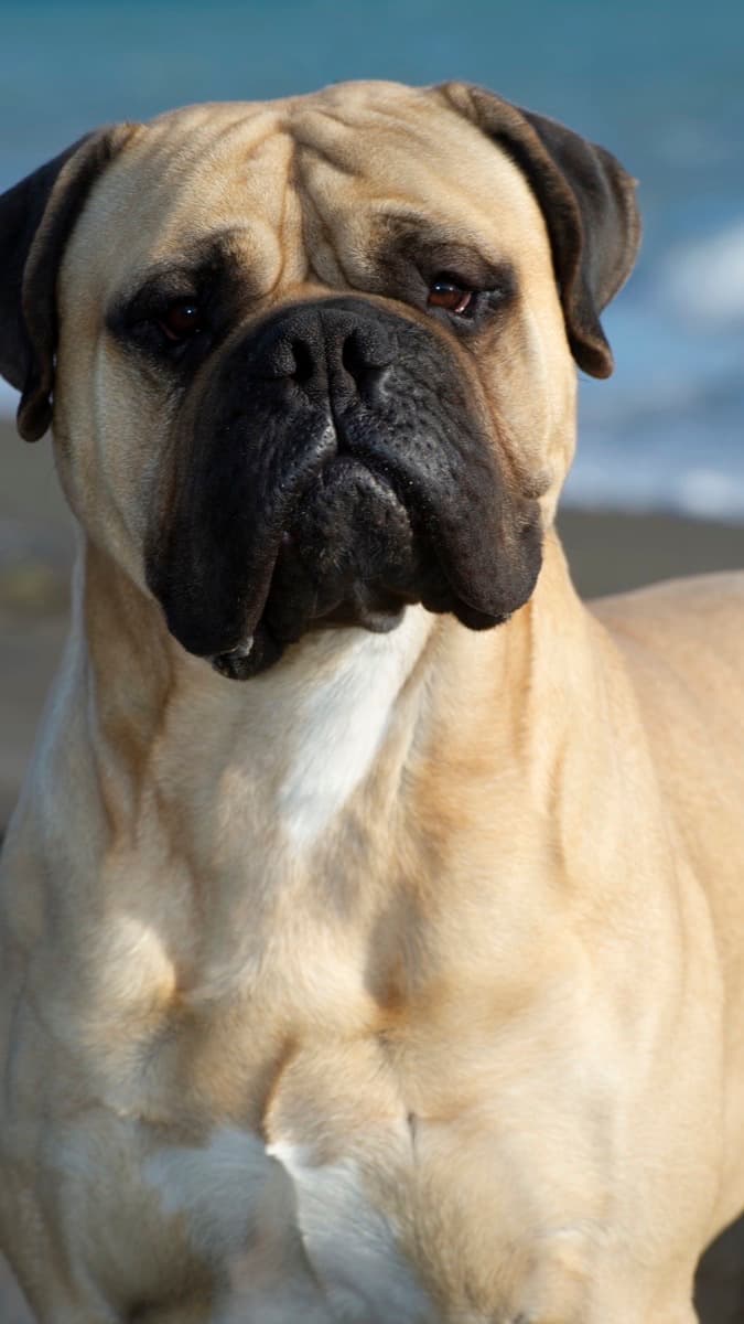 Bullmastiff — food guide by breed