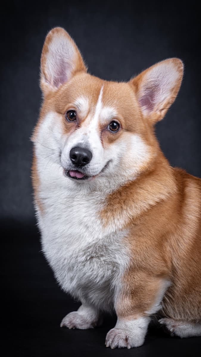 Pembroke Welsh Corgi — food guide by breed