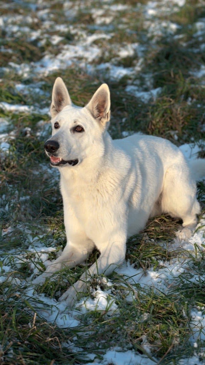 White Swiss Shepherd — food guide by breed