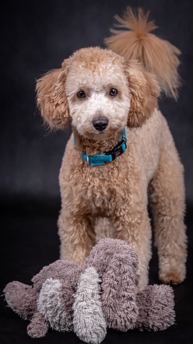 Miniature Poodle — food guide by breed