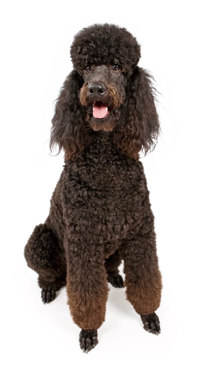 Standard Poodle — food guide by breed