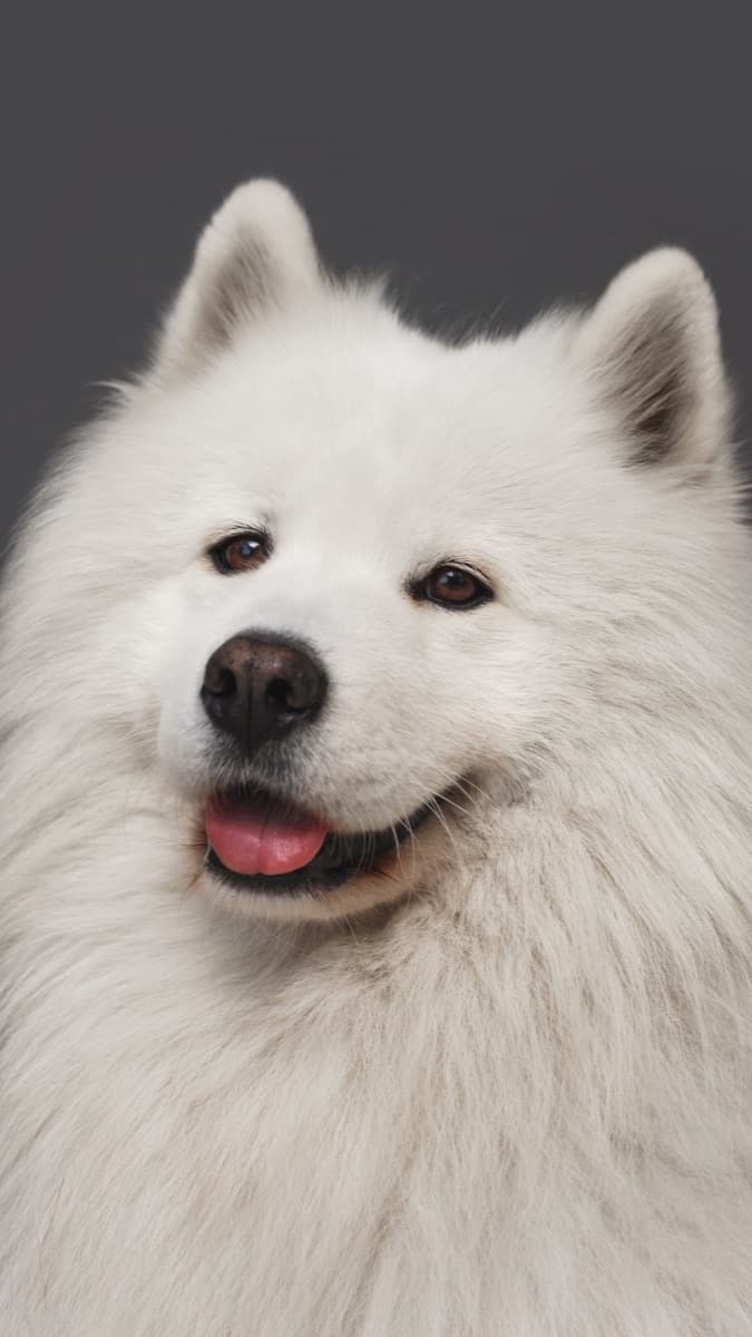 Samoyed — food guide by breed