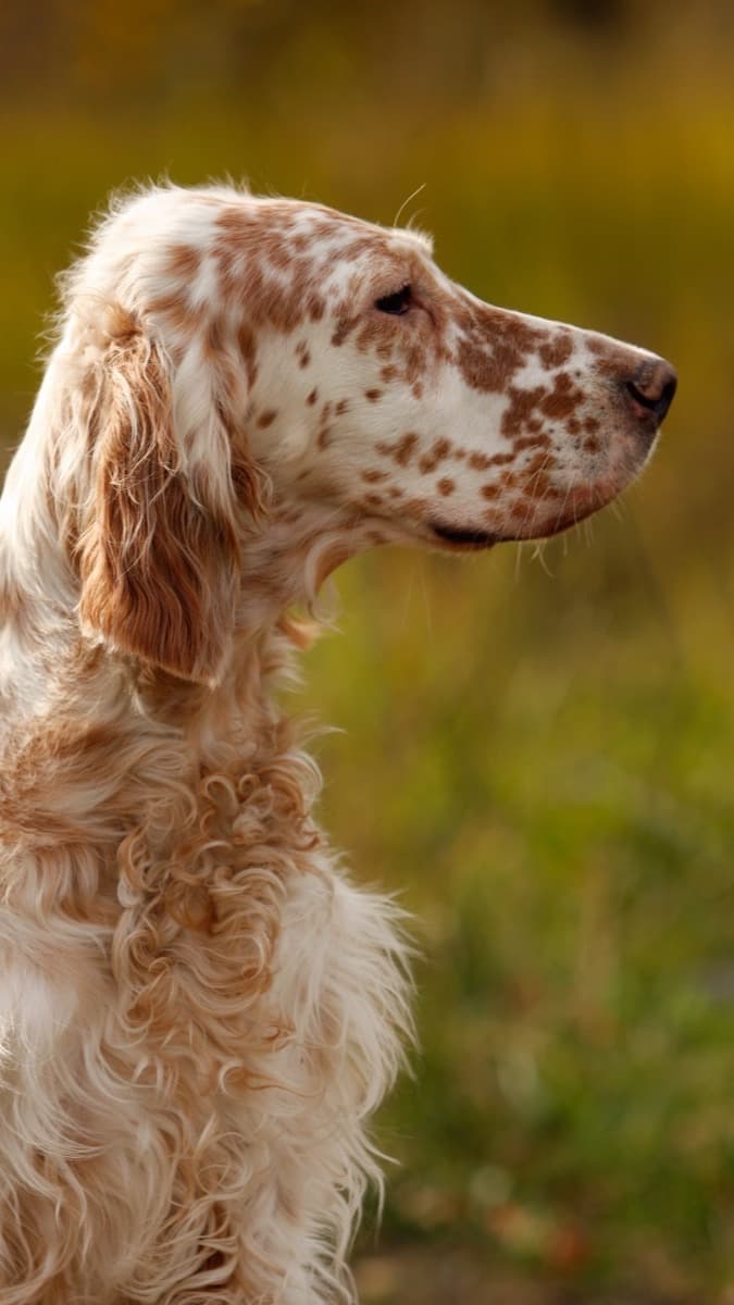 English Setter — food guide by breed