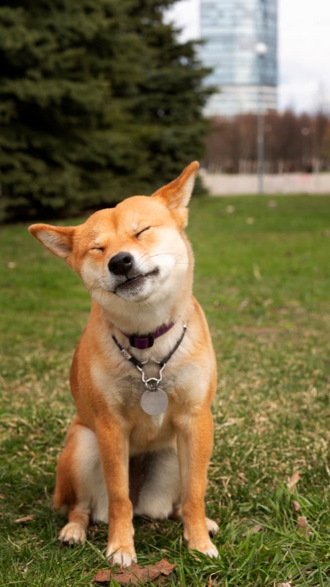Shiba Inu — food guide by breed