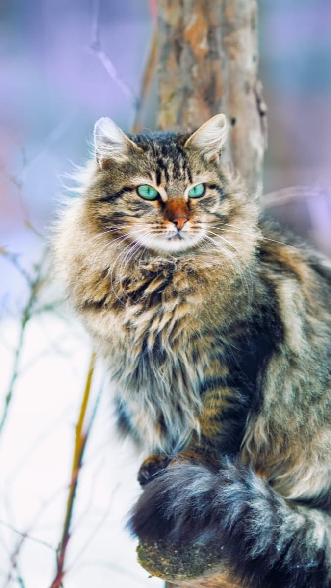 Siberian — food guide by breed
